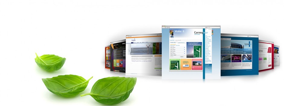 Website Design & Development